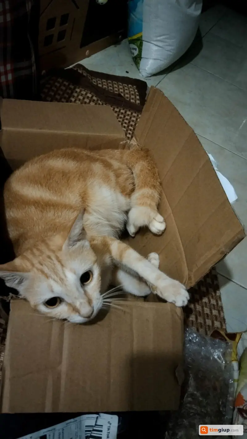 Tìm mèo ta màu cam đeo vòng đỏ tại Thuận Giao, Bình Giao, Hồ Chí Minh