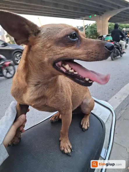 Tìm chủ cho bé cún lạc trên đường Phạm Văn Đồng