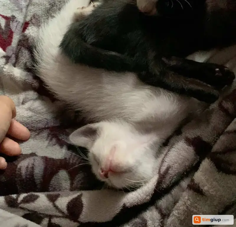 Tìm người nhận nuôi mèo đi lạc và mèo con tại Thủ Đức, TP.HCM