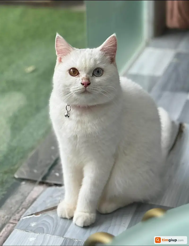 Tìm mèo Anh lông ngắn lông trắng mắt hai màu tại Long Hải, Bà Rịa - Vũng Tàu