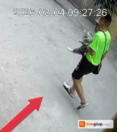 Tìm Mèo Thất Lạc Khu Vực Lai Xá, Kim Chung, Hoài Đức, Hà Nội