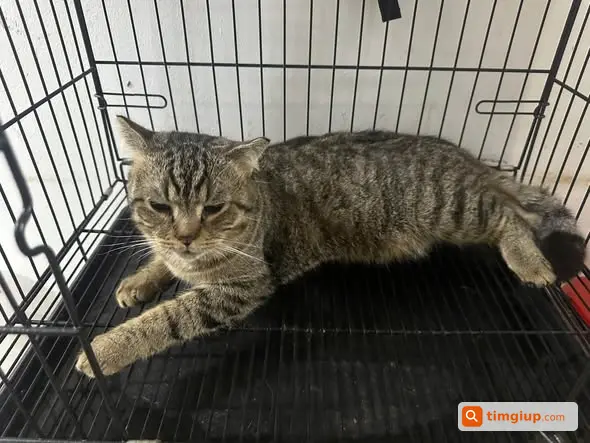 Tìm Mèo Dưa Bị Bắt Mất Tại Bình Phú, Quận 6