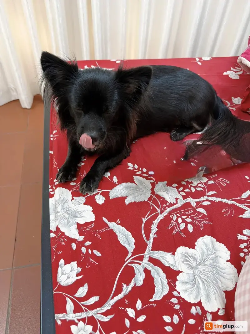 Tìm bé cún giống cái bị lạc tại đường Nguyễn Văn Cừ, Đà Lạt