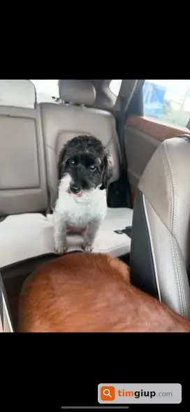 Tìm chó Poodle lai trắng đen cái tại Yên Phú, Hưng Yên