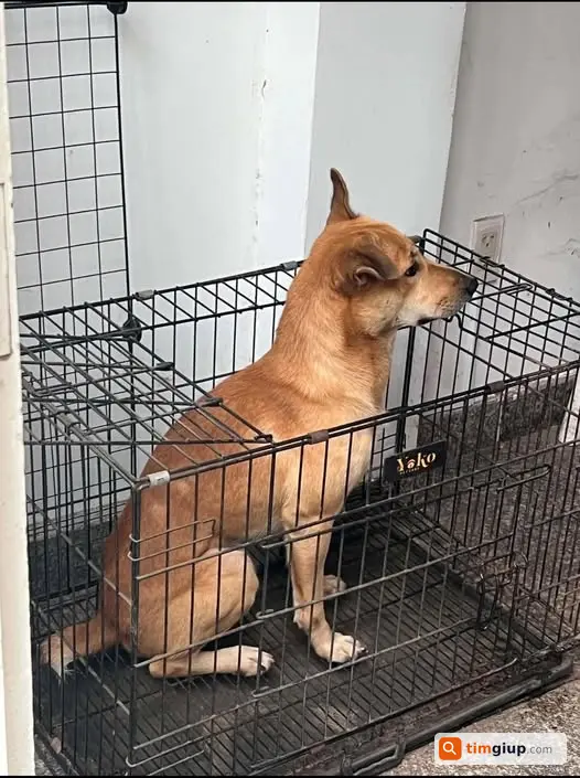 Tìm chó cỏ lông vàng đuôi cụt lạc ở Bình Thạnh
