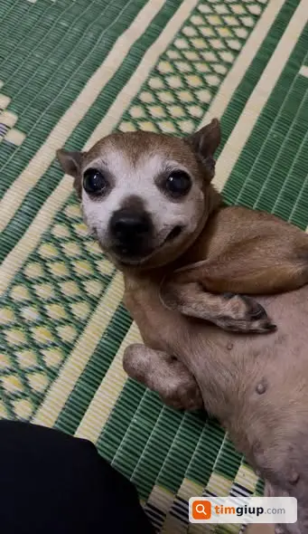 Tìm chó Phốc sóc màu nâu lạc khu Đội Cấn - Hoàng Hoa Thám