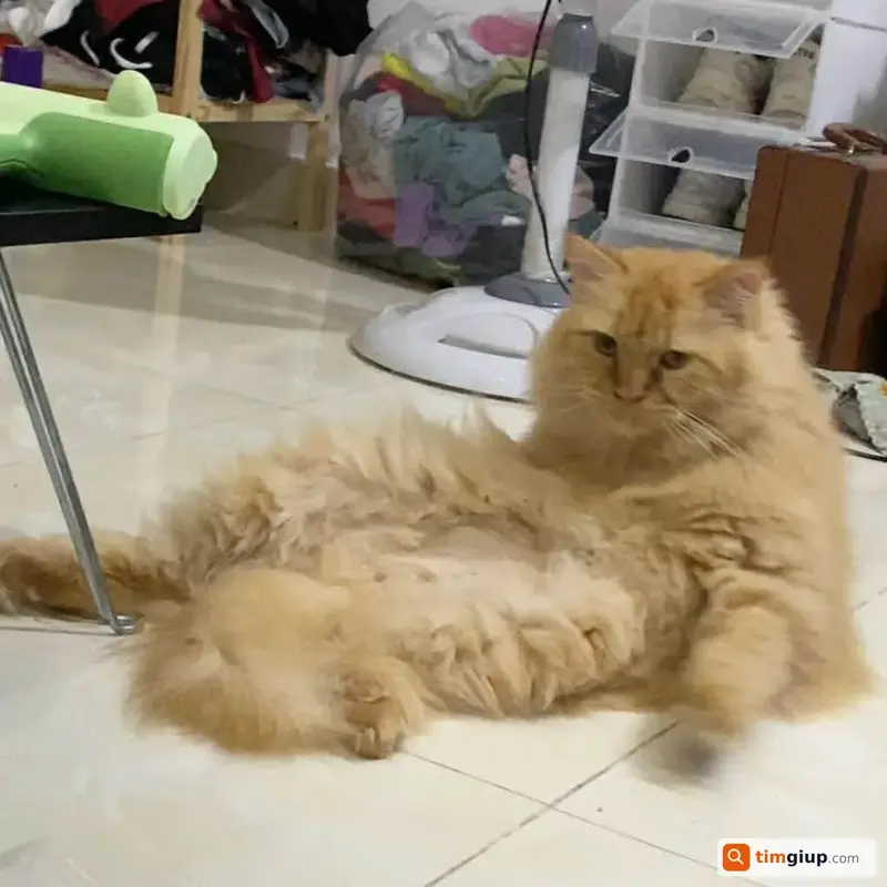 Tìm mèo Anh lông dài tên Kẹo thất lạc tại Đức Hòa, Long An