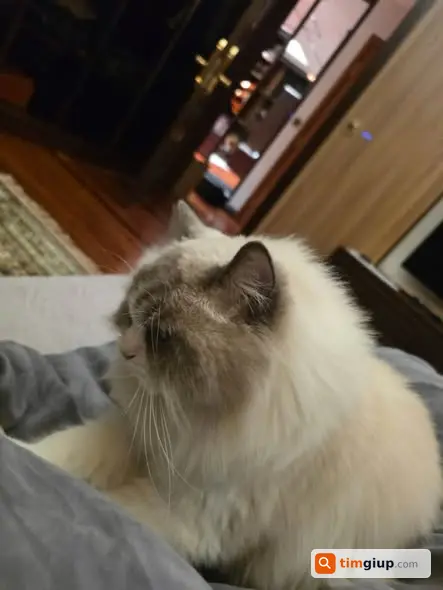 Tìm Mèo Ragdoll Thất Lạc Tại Khu Vực Xã Đàn, Đống Đa