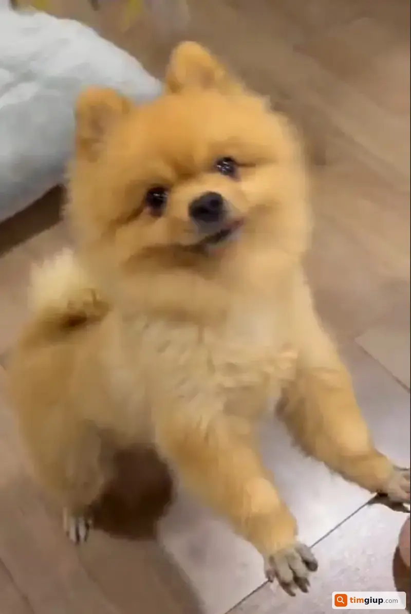 Tìm chó Phốc Sóc tên Sóc bị lạc tại Vinhomes Central Park, TP.HCM