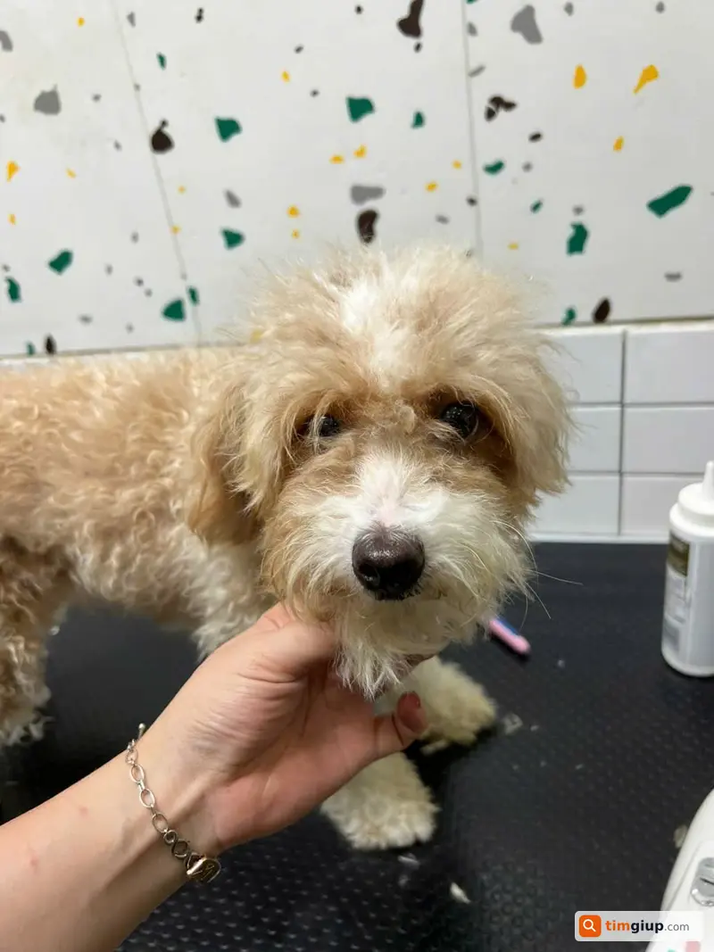 Tìm chó Poodle vàng tên Mơ lạc tại quận Bình Tân, TP.HCM