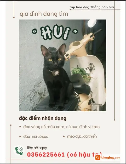 Tìm Mèo Đen Thất Lạc Tại Phường Hóa An, Biên Hòa