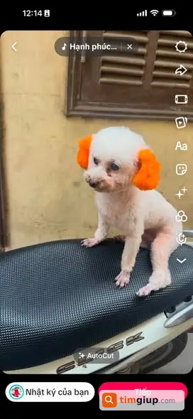 Tìm Chó Poodle Đực Lông Trắng Thất Lạc Tại Kiến Hưng