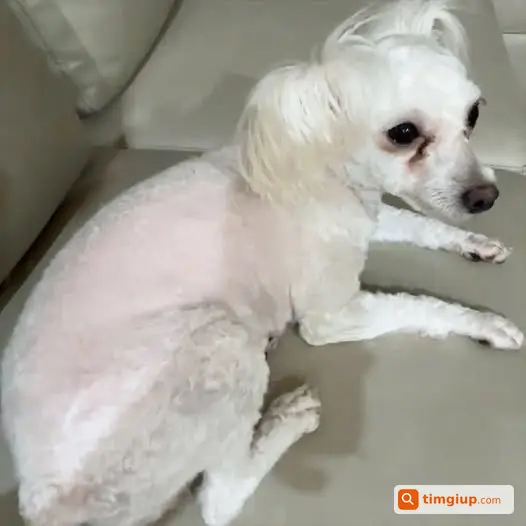 Tìm Chó Poodle Tên Bông Thất Lạc Tại Yên Hòa, Hà Nội