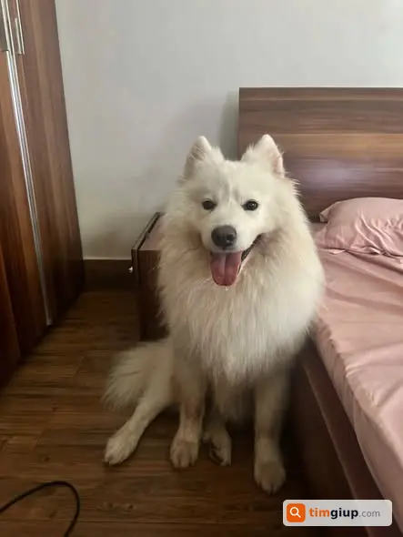 Tìm chó Samoyed đực tên Sam lạc tại Văn Chương, Khâm Thiên
