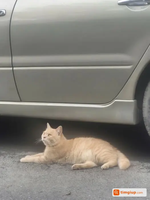 Tìm Mèo Anh Vàng Thất Lạc Tại Phương Trạch, Vĩnh Thanh