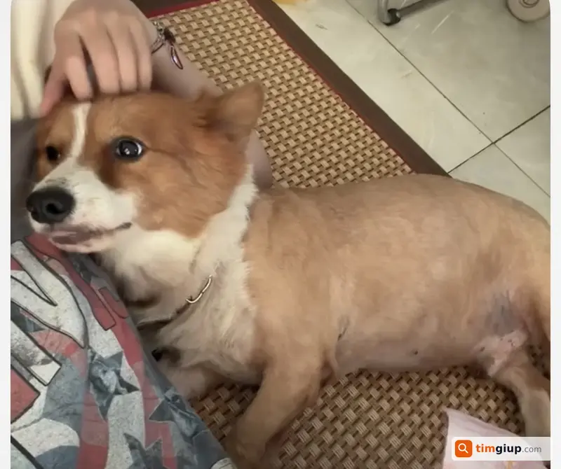 Tìm chó Corgi tên Thiện lạc tại Nguyễn Bình, Nhà Bè