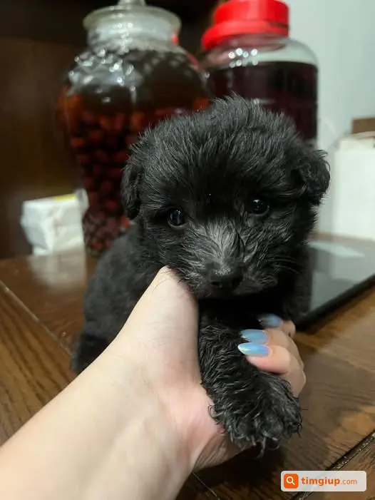 Tìm Chó Con Màu Đen Đau Mắt Đi Lạc Tại Tứ Liên, Âu Cơ