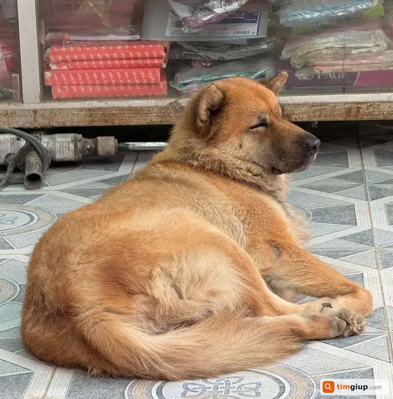 Tìm bé chó ta màu trắng ngả đất lạc tại Thạch Thất, Hà Nội