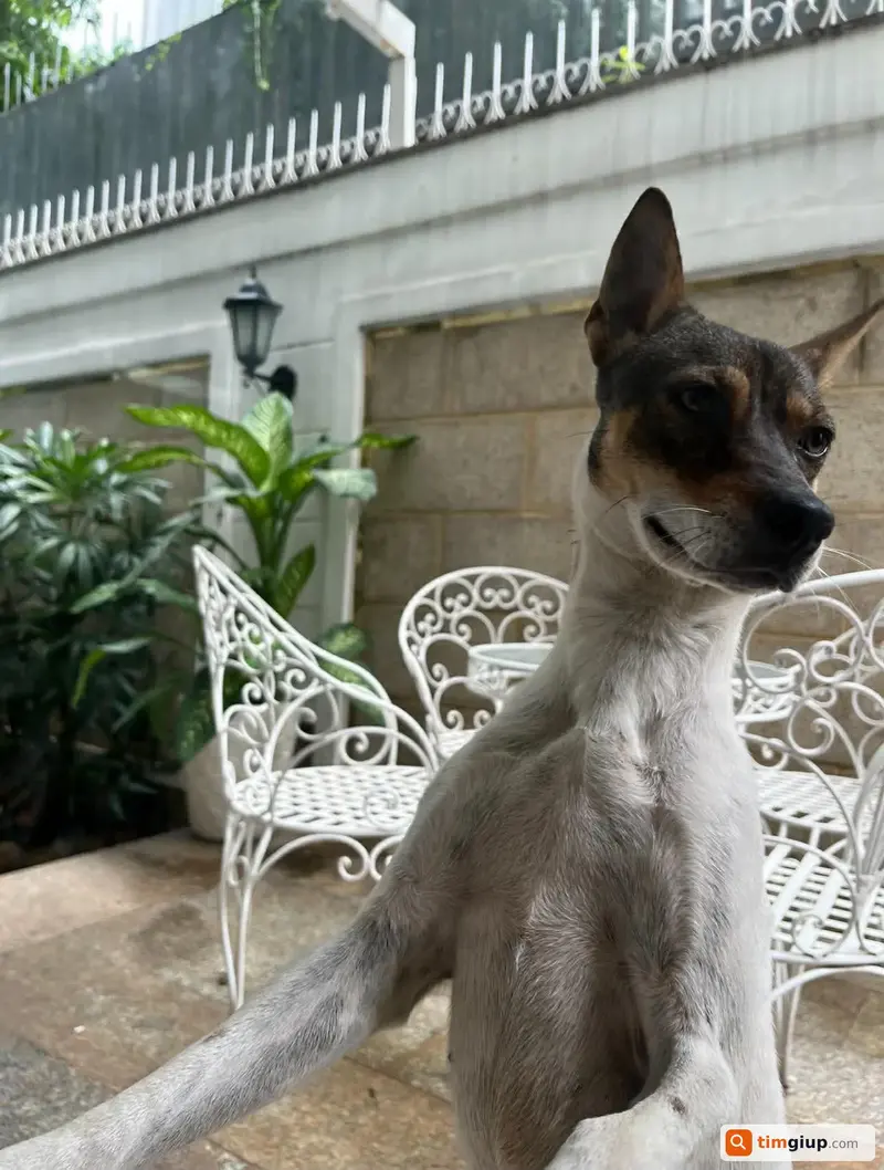 Tìm chú chó tên Chuối thất lạc tại An Phú, Quận 2, TP. Hồ Chí Minh