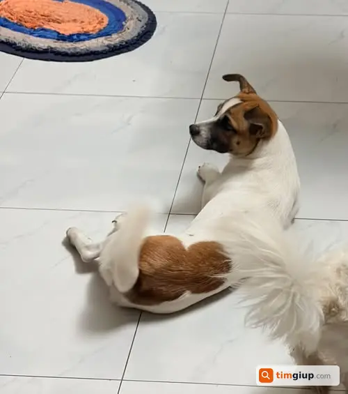 Tìm Chó Thất Lạc 9-10kg Tại Tân Phú Trung, Củ Chi