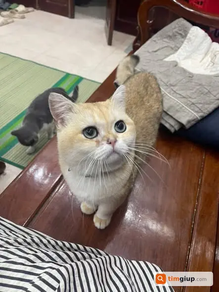 Tìm mèo đực đã triệt sản lạc tại Sóc Sơn, Hà Nội