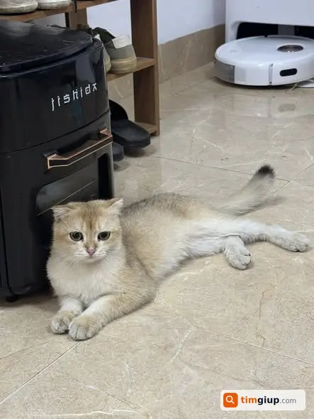 Nhặt được mèo đực đốm đen tại Xuân Đỉnh, Hà Nội khu vực