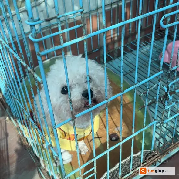 Tìm Chó Poodle Chân Ngắn Lông Trắng Tên Đậu Thất Lạc Đông Ngạc