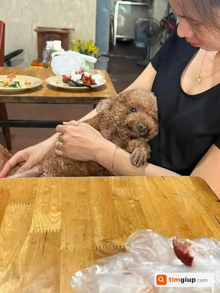 Tìm Chó Poodle Đực 5 Tuổi Thất Lạc Tại Gia Quất, Thượng Thanh