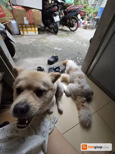 Tìm chó tên Bông lạc tại Khúc Thừa Dụ, Cầu Giấy
