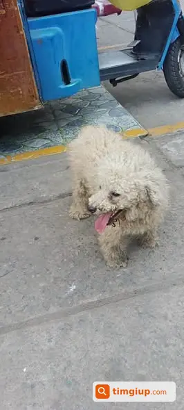 Poodle Trắng Giống Cái Đi Lạc Tại Lò Thiêu Bình Hưng Hòa