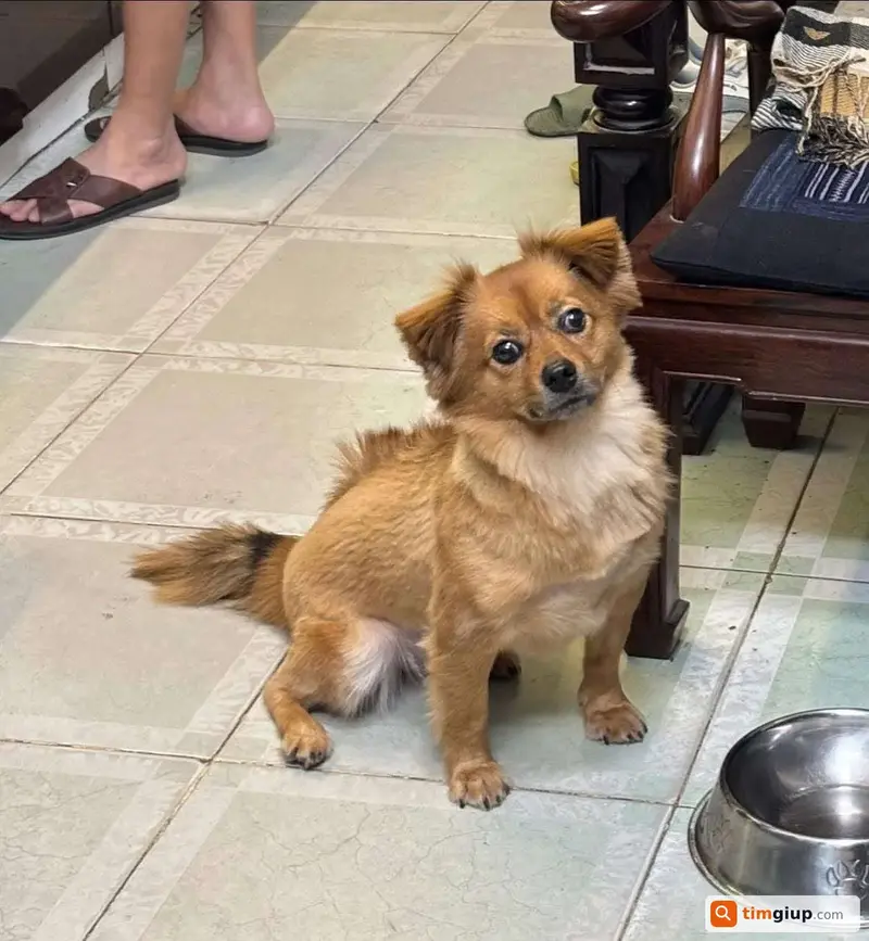 Tìm chó ta lai tên Kem thất lạc tại Công viên Thống Nhất, Hà Nội