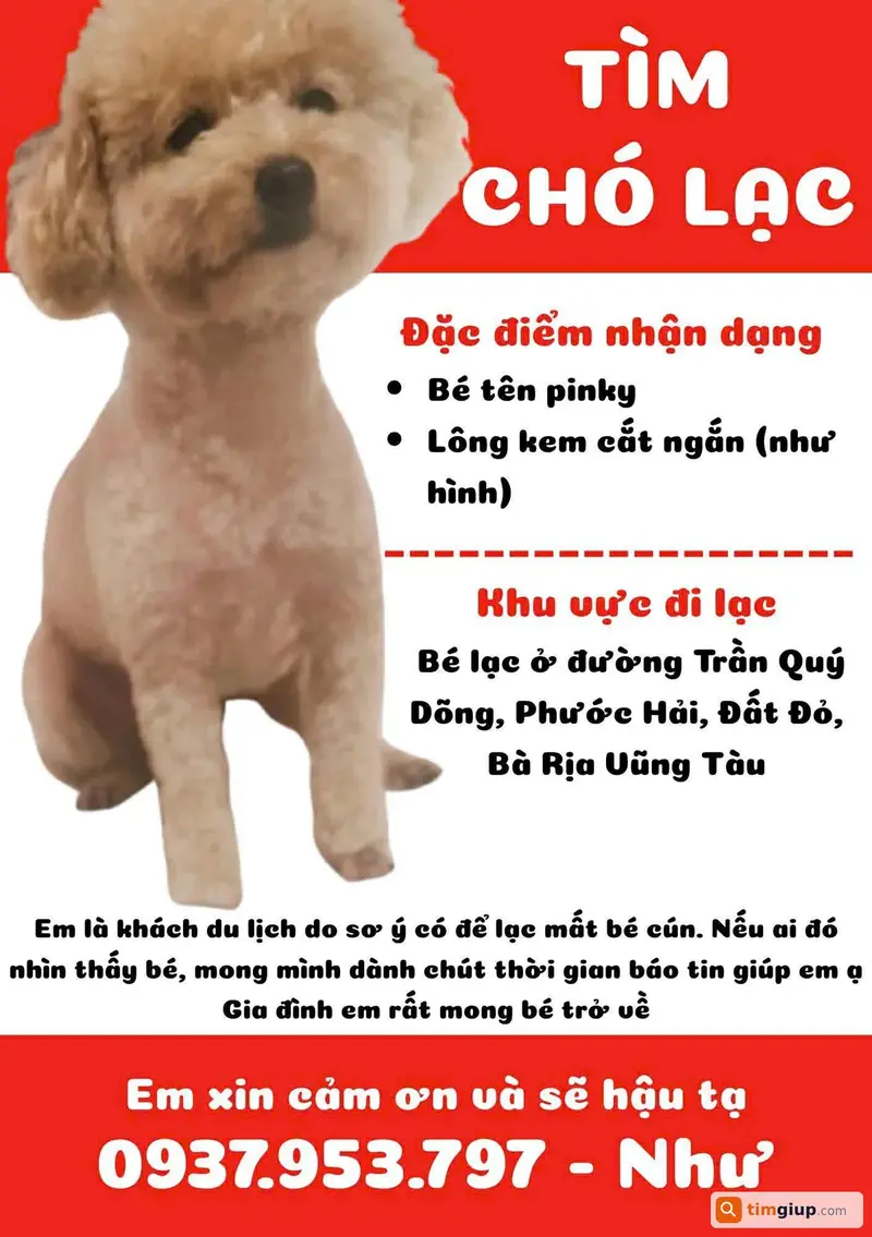 Tìm chó Poodle thất lạc tại Phước Hải, Bà Rịa - Vũng Tàu