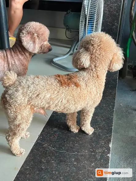 Tìm chó Poodle nâu lạc tại khu vực Kim Giang - Cầu Dậu