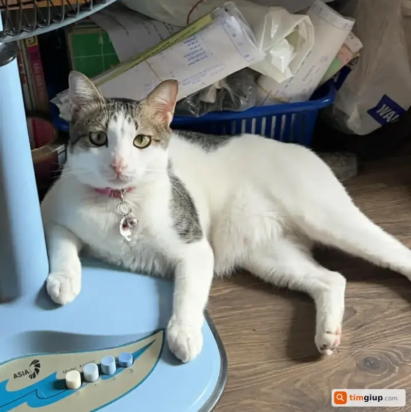 Tìm mèo ta màu trắng xám, đuôi cụt bị lạc tại Gò Vấp, TP.HCM