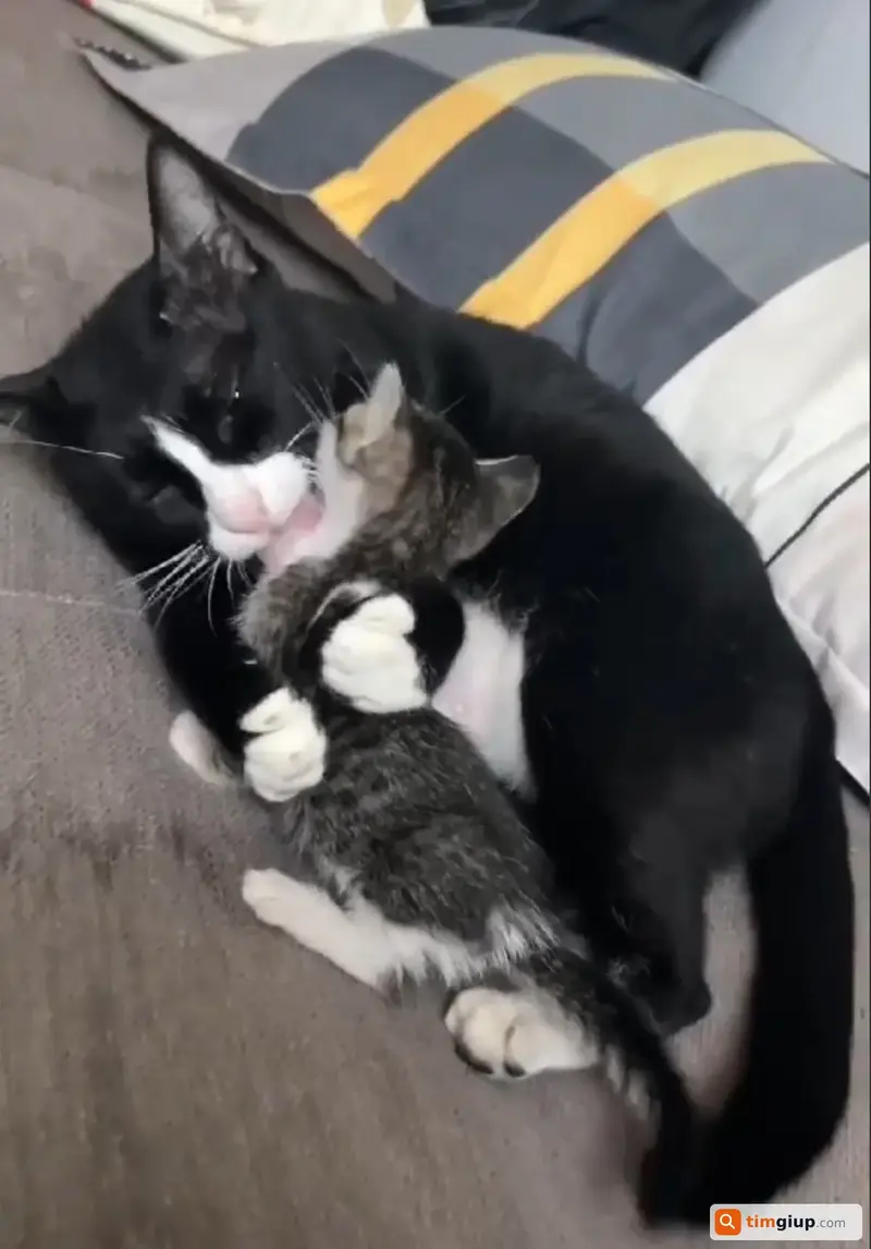 Tìm mèo Tuxedo tên Bò Sữa thất lạc tại Quận 4, TP.HCM