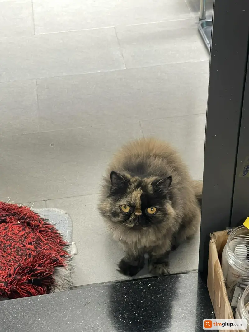 Tìm mèo Ba Tư tên Mochi thất lạc tại Hóc Môn, TP.HCM