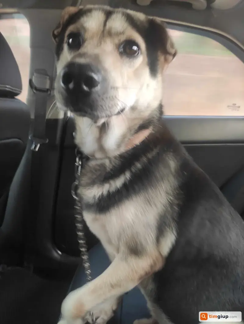 Tìm chuộc chú chó cỏ tên Mun thất lạc tại Long Biên, Hà Nội