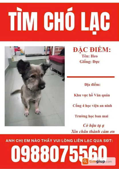 Tìm Chó Thất Lạc Cún Nhà Mình Lạc Ngày 13 Tháng 7