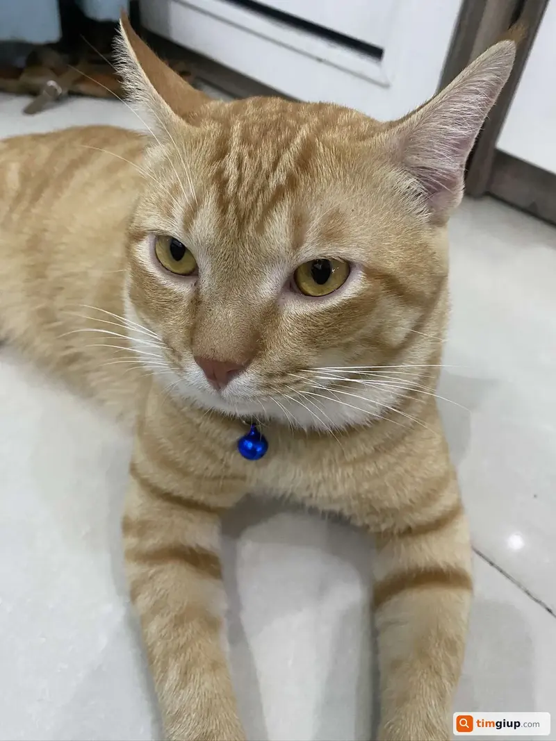 Tìm mèo ta lông vàng cam tên Pepsi thất lạc tại Bình Thạnh, TP.HCM