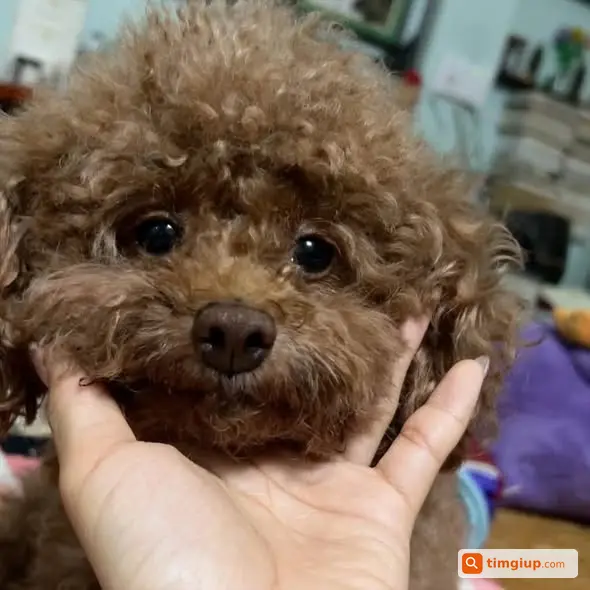 Poodle Nâu Tên Ủn Thất Lạc Khu Vực Bồ Đề - Nguyễn Văn Cừ