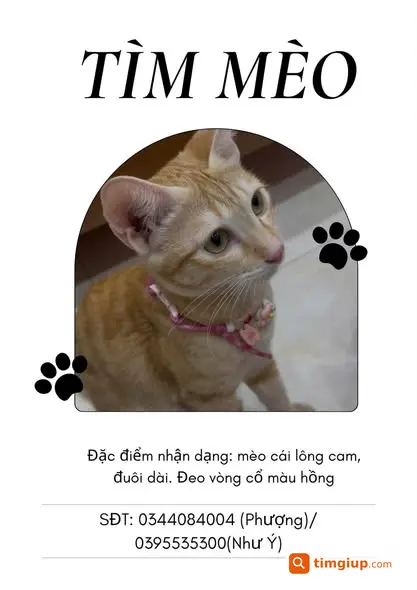 Tìm Mèo Cam Tên Hà Lan Thất Lạc Tại Thủ Đức