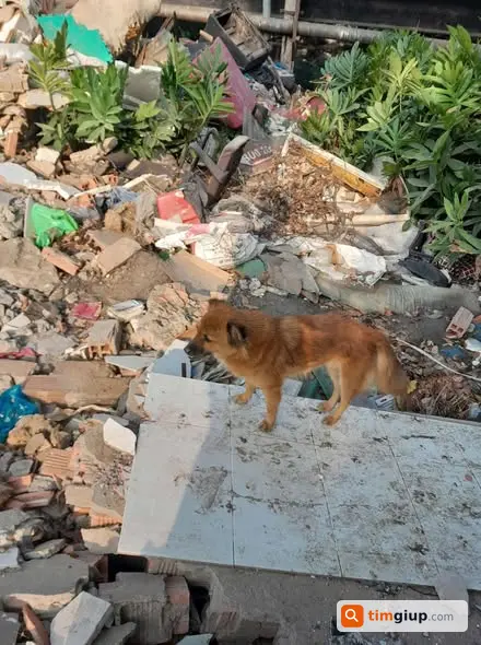 Nhận nuôi 2 chó con ở Quận Bình Thạnh, TP Hồ Chí Minh