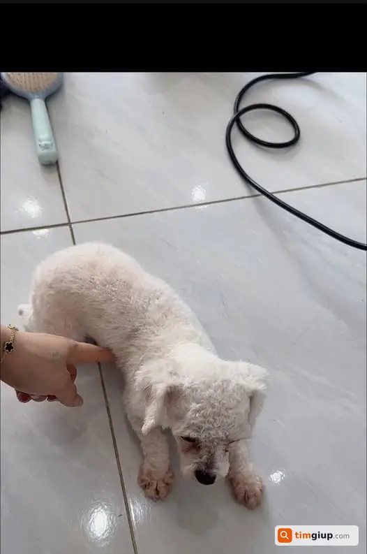 Tìm chó thất lạc tại khu vực chưa rõ, liên hệ 0968127894