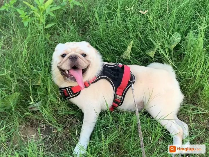 Chó Pug Kem 13kg Thất Lạc Tại Thụy Ứng, Thường Tín