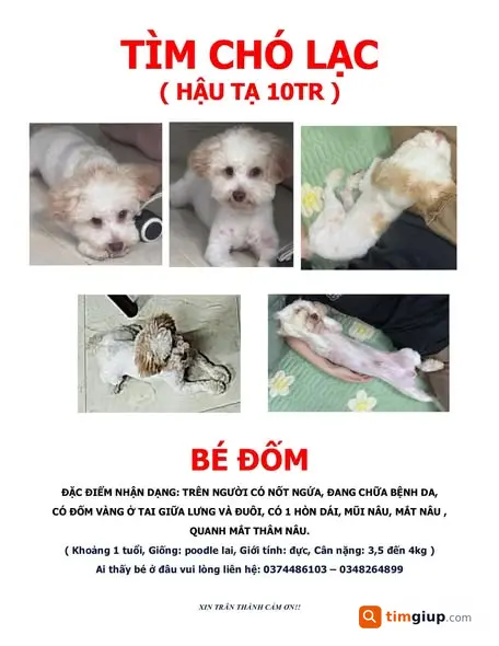 Tìm thú cưng thất lạc từ ngày 2/5, chưa rõ khu vực