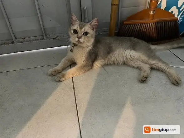 Nhặt Được Mèo Xám Đen Có Vòng Cổ, Cần Tìm Chủ Nhân
