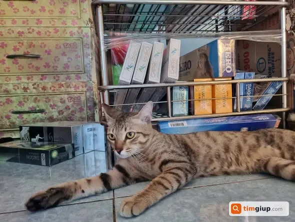 Nhặt được mèo lạ vào nhà tại Phú Thạnh, Tân Phú