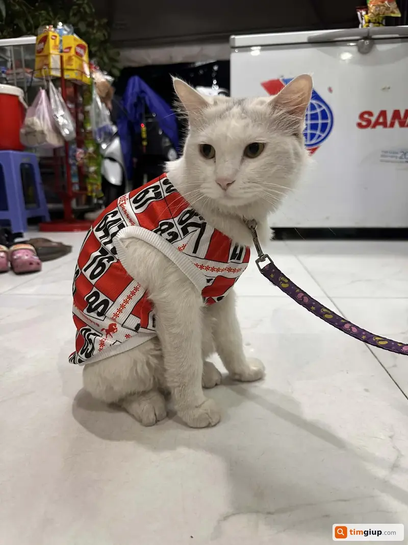 Tìm mèo Anh lông dài tên Mít bị lạc tại Quận 11, TP.HCM