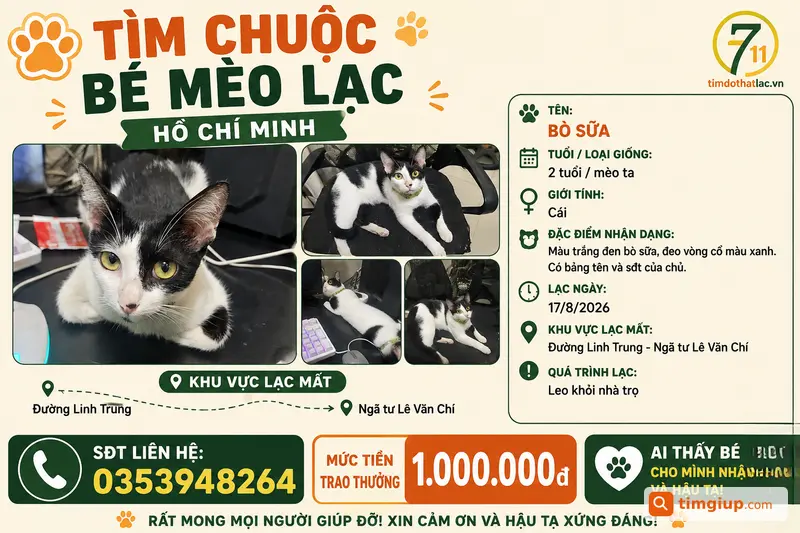Mèo Bò Sữa Thất Lạc Tại Đường Linh Trung, Tp.hcm