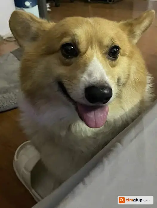 Tìm chó Corgi tên Ted thất lạc tại TP. Thái Bình
